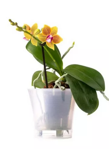 Орхидея желтая от интернет-магазина цветов в 