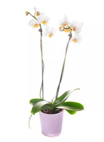 Белые орхидеи от интернет-магазина цветов в 